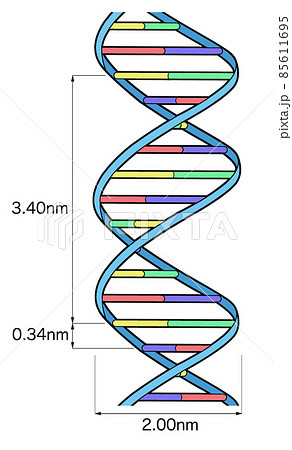 DNA構造_図のみ2 DNA構造_図のみ2 85611695