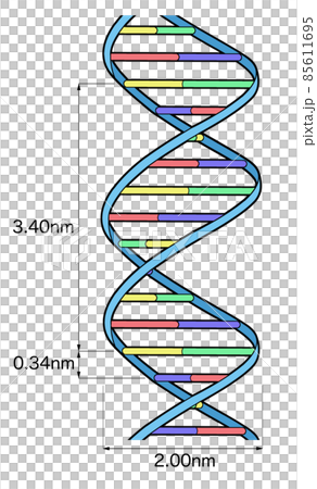 DNA構造_図のみ2 DNA構造_図のみ2 85611695