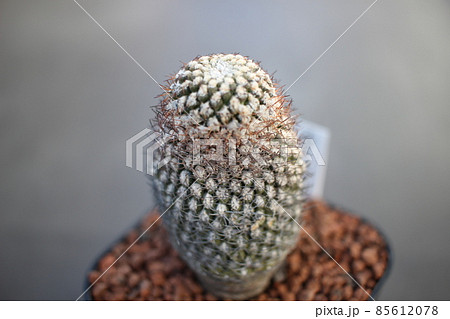 エリオシケ　ナピナ　霊夢玉 85612078