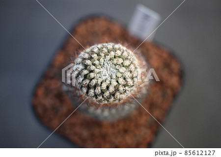 エリオシケ　ナピナ　霊夢玉 85612127