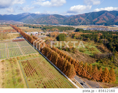 滋賀県高島市の紅葉したメタセコイヤ並木 85612160