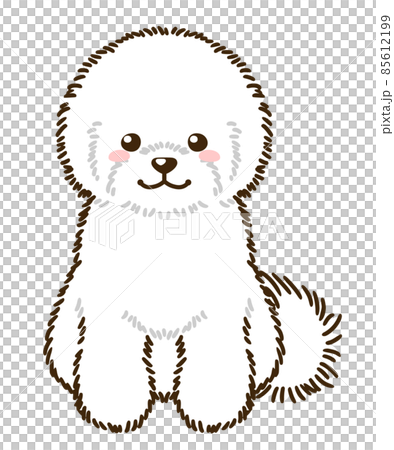 Bichon Friese Stock Illustration