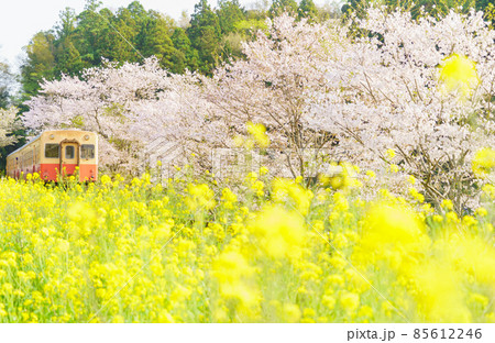 小湊鉄道の春 小湊鉄道の春 85612246