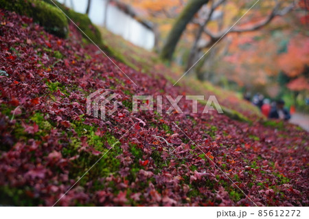 洛北の曼殊院の紅葉 85612272