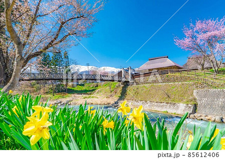 白馬村の春　大出の吊橋【長野県】 85612406