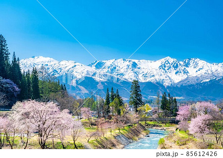 白馬村の春　大出の吊橋【長野県】 85612426
