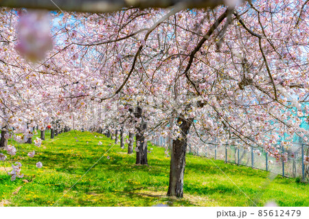 千曲川桜堤の桜並木とたんぽぽ　八重桜【長野県】 85612479