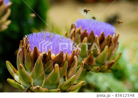 Close up shot of bee busy around a purple Artichoke flower Close up shot of bee busy around a purple Artichoke flower 85612548