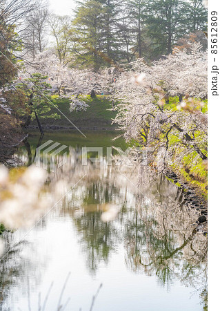 信州上田城の桜【長野県】 85612809