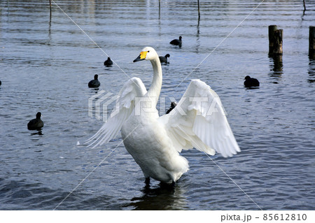 茨城県水戸市の千波湖の白鳥 85612810