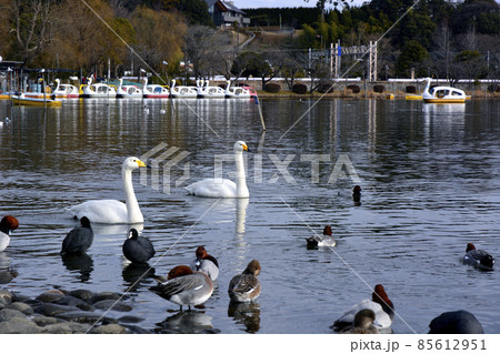 茨城県水戸市の千波湖の白鳥 茨城県水戸市の千波湖の白鳥 85612951