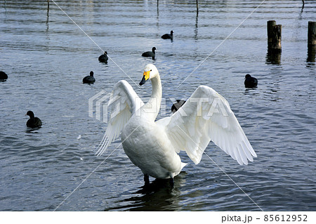 茨城県水戸市の千波湖の白鳥 茨城県水戸市の千波湖の白鳥 85612952