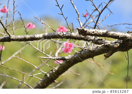 緋寒桜2022 85613267