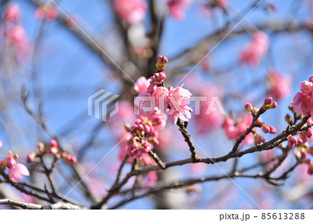 緋寒桜2022 緋寒桜2022 85613288
