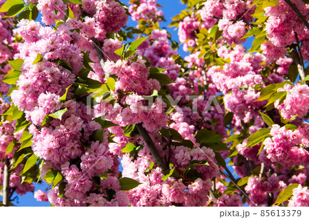 Detail of pink flowering Japanese cherry tree - Sakura Detail of pink flowering Japanese cherry tree - Sakura 85613379