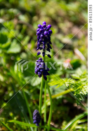 Muscari blue grape hyacinth flower in garden Muscari blue grape hyacinth flower in garden 85613393