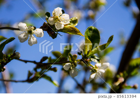 Detail of blossom cherry tree 85613394