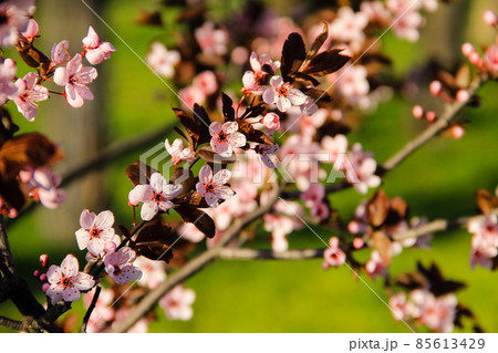 Detail of pink flowering Japanese cherry tree - Sakura 85613429