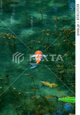 モネの池を泳ぐ錦鯉 85613539