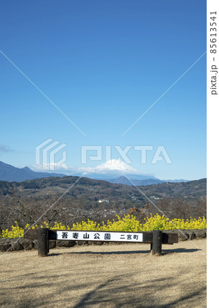 吾妻山公園 菜の花 富士山 神奈川県 二宮町 の写真素材