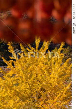 秋のかつらぎ町四郷の風景　和歌山県伊都郡かつらぎ町四郷 85613627