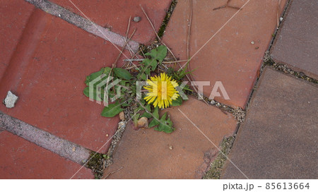 花 住宅 植物 85613664