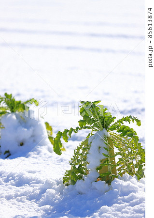 雪の積もった大根畑 雪の積もった大根畑 85613874