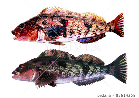 背景透明　保護色の違うアイナメ 85614258