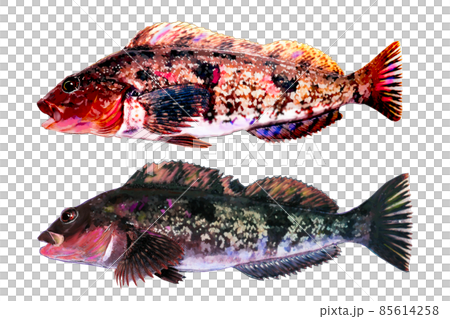 背景透明　保護色の違うアイナメ 85614258