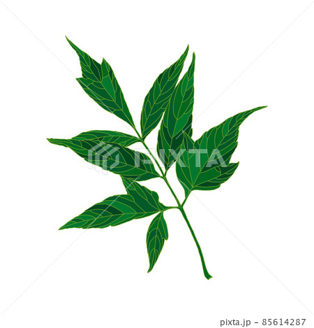 Green silhouette ash-leaved maple tree leaf isolated on white background. Design element for decorating. 85614287