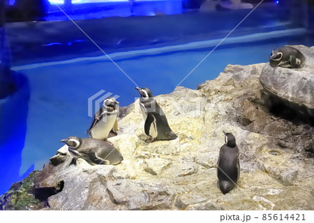 すみだ水族館 ペンギンのいるプール型水槽 すみだ水族館 ペンギンのいるプール型水槽 85614421