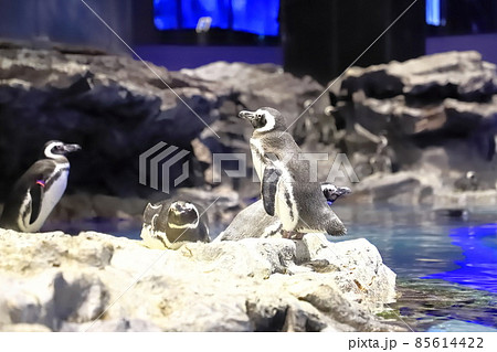 すみだ水族館 ペンギンのいるプール型水槽 すみだ水族館 ペンギンのいるプール型水槽 85614422