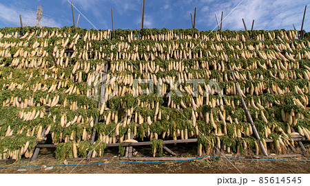 大根の天日干し 和歌山県御坊市 樽の味 大根の天日干し 和歌山県御坊市 樽の味 85614545