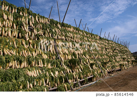 大根の天日干し 和歌山県御坊市 樽の味 大根の天日干し 和歌山県御坊市 樽の味 85614546