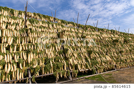 大根櫓 和歌山県御坊市 樽の味 大根櫓 和歌山県御坊市 樽の味 85614615