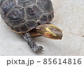 コンクリートの上を走るセマルハコガメ 85614816