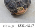 こちらを見上げるセマルハコガメ 85614817
