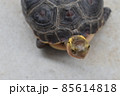 少し上から撮ったセマルハコガメ 85614818