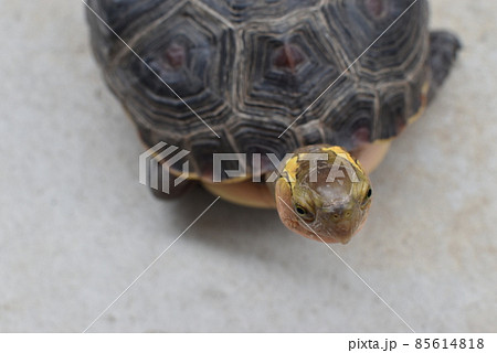 少し上から撮ったセマルハコガメ 少し上から撮ったセマルハコガメ 85614818