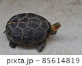 コンクリートの上を歩くセマルハコガメ 85614819
