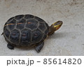 コンクリートの上を歩くセマルハコガメ 85614820
