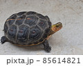 こちらを見るセマルハコガメ 85614821