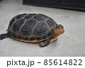 こちらを見上げるセマルハコガメ 85614822