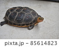 こちらを見上げるセマルハコガメ 85614823