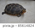 こちらを見るセマルハコガメ 85614824