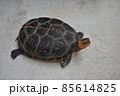 コンクリートの上を歩くセマルハコガメ 85614825