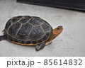 首を伸ばすセマルハコガメ 85614832
