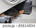 エアコン室外機の下から顔を出すセマルハコガメ 85614834