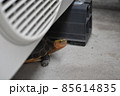 エアコン室外機の下から顔を出すセマルハコガメ 85614835