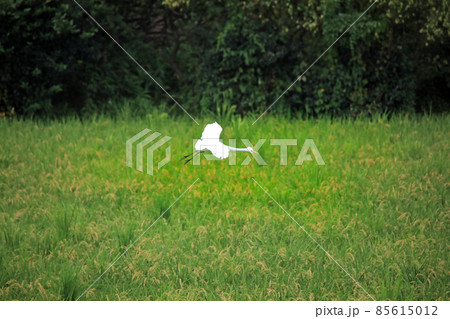 水田のシラサギ 85615012